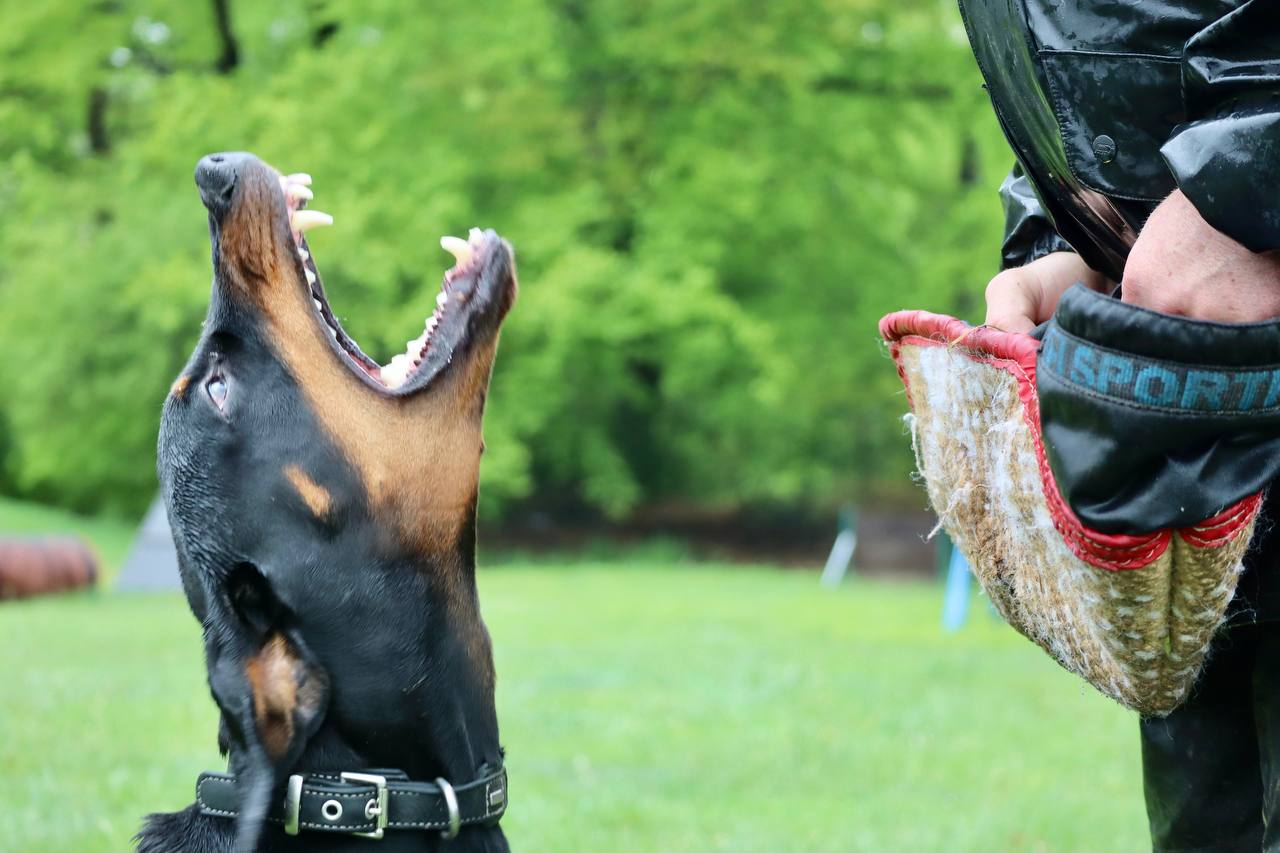 Foto Einzeltraining mit Dobermann